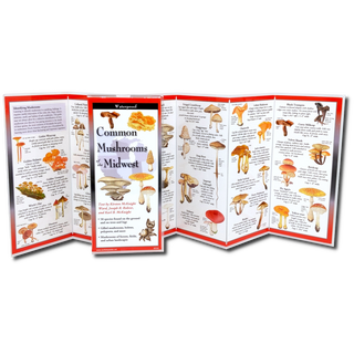 Common Mushrooms of the Midwest image 1