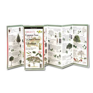 Sibley's Common Trees in the Cities & Towns of the Southeast image 1