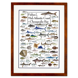 Fishes of the Mid-Atlantic Coast & Chesapeake - Poster - Double matted honey frame image