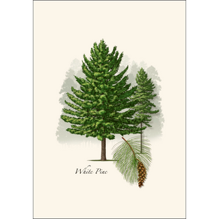 White Pine image 1