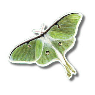 Luna Moth image 0