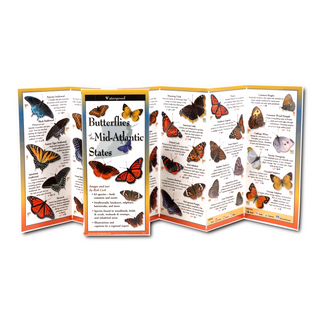 Butterflies of the Mid-Atlantic States image 1