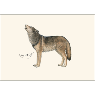 Gray Wolf image 1
