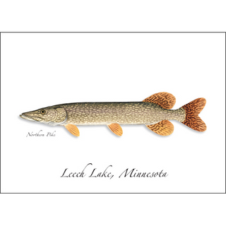 Northern Pike image 0