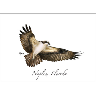 Osprey in Flight image 0