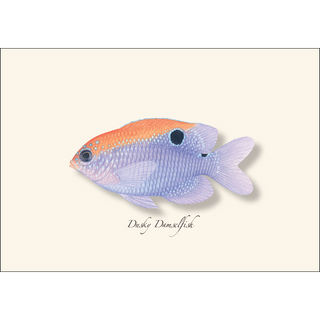 Caribbean Fish Assortment image 1