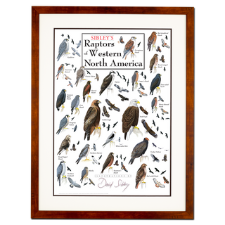 Sibley's Raptors of Western North America - Poster - Double matted honey frame image