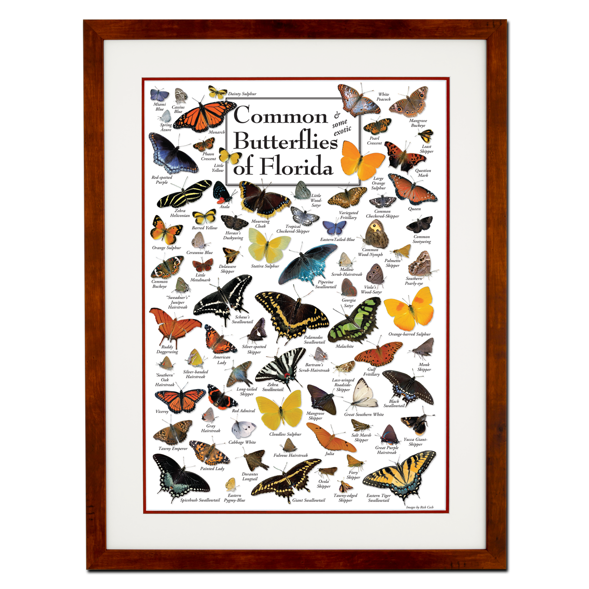 Butterfly Types Chart Types Of Butterflies Chart