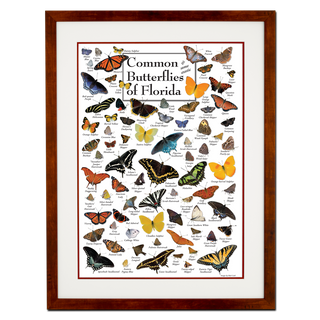 Common Butterflies of Florida - Poster - Double matted honey frame image