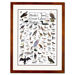 Birds of the Great Lakes Region - Poster - Double matted honey frame image