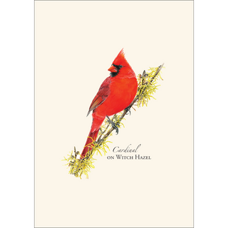 Cardinal on Witch Hazel -NEW- image 1