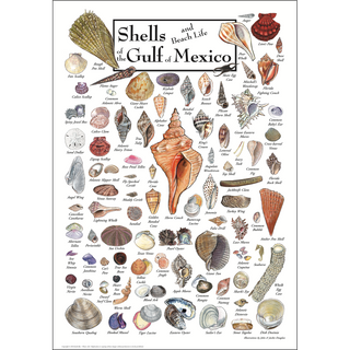 Shells & Beach Life of the Gulf of Mexico - Poster image 0