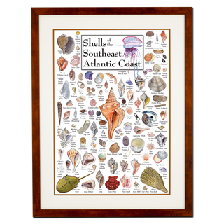 Shells of the South Atlantic Coast - Poster - Double matted honey frame image