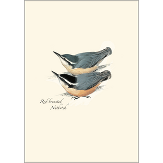 Peterson's Bird Assortment III image 1
