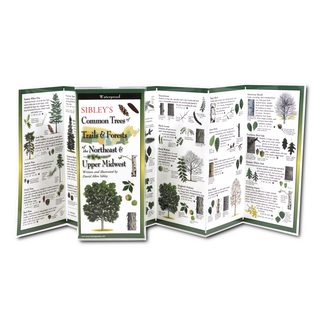 Sibley's Common Trees of Trails & Forests of the Northeast & Upper Midwest image 1
