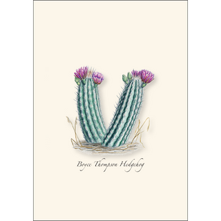 Cacti Assortment I image 3