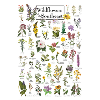 Wildflowers of the Southeast - Unframed - Ships in a sturdy mailing tube image