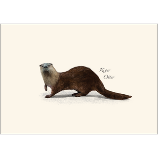 River Otter image 1