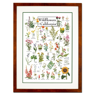 Wildflowers of California - Double matted honey frame image