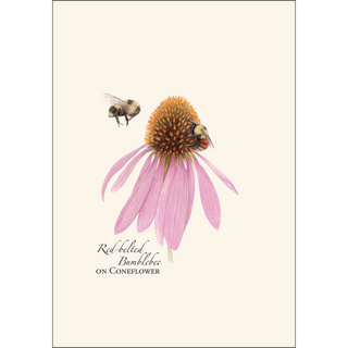 Bumblebee Assortment image 1