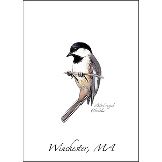 Black-capped Chickadee image 0