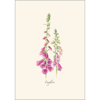 Foxgloves image 1