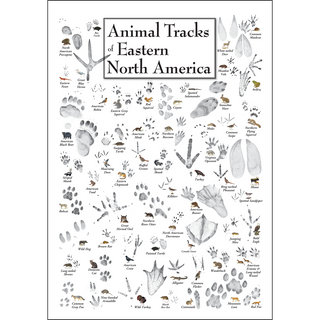 Animal Tracks of Eastern North America - Unframed - Ships in a sturdy mailing tube image