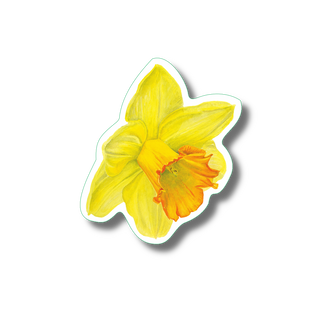 Daffodil stickers with vibrant, long-lasting color highlighting a spring flower species