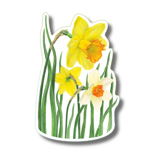 Daffodil stickers made in the USA showing a spring flower species on water-resistant vinyl