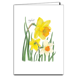 Daffodils greeting card inspired by early spring flowers and seasonal renewal