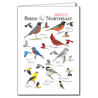Sibley's Birds of the Northeast - Regional Card image 0