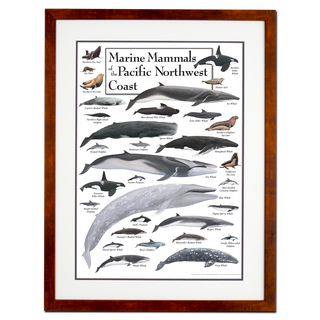 Marine Mammals of the Pacific Northwest Coast - Poster - Double matted honey frame image