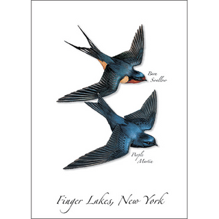 Martin-Swallow image 0