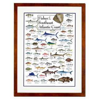 Fishes of the Southeast Atlantic Coast - Poster - Double matted honey frame image