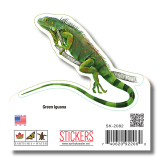 Green Iguana image 1
