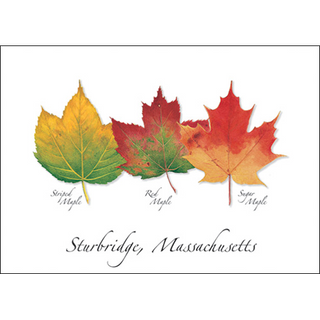 Three Maples image 0