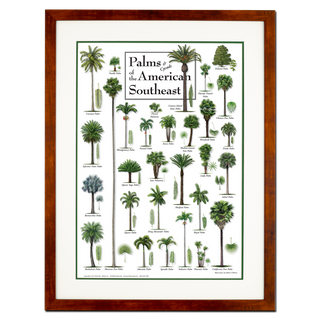Palms & Cycads of the American Southeast - Poster - Double matted honey frame image