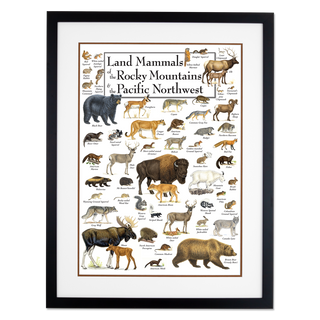 Land Mammals of the Rocky Mountains & the Pacific Northwest - Poster - Double matted black frame image