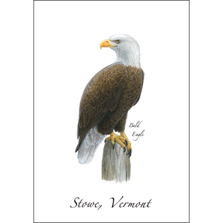 Bald Eagle image 0