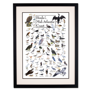 Birds of the Mid-Atlantic Coast - Poster - Double matted black frame image