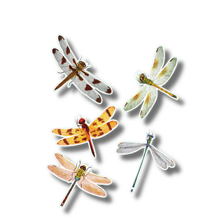 Dragonflies and damselflies stickers made in the USA with insect species details