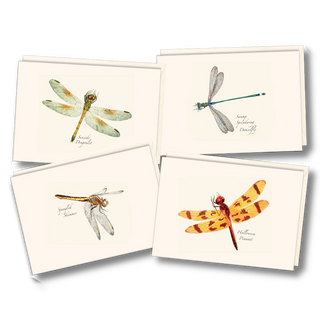 Dragonfly and damselfly notecard assortment celebrating wetland insects