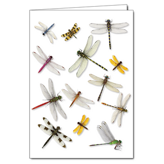 Dragonfly wrap greeting card inspired by wetland insects