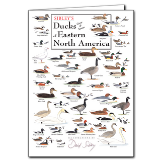 Eastern ducks, geese, and swans greeting card, blank inside and printed on recycled paper