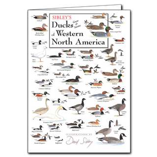 Ducks, geese, and swans greeting card with western species details, blank inside and eco-friendly