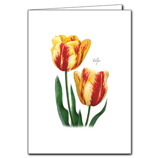 Two Tulips image 0
