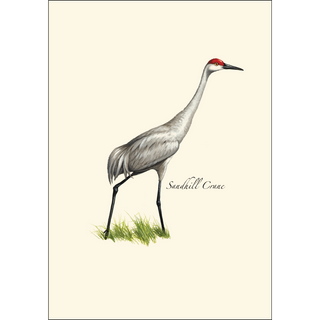 Sandhill Crane image 1