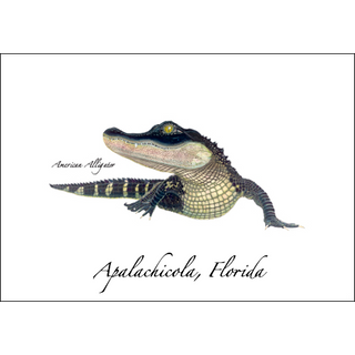 American Alligator image 0