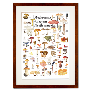 Mushrooms of Eastern North America - Poster - Double matted honey frame image
