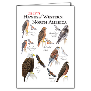 Sibley's Hawks of Western North America - Regional Card image 0